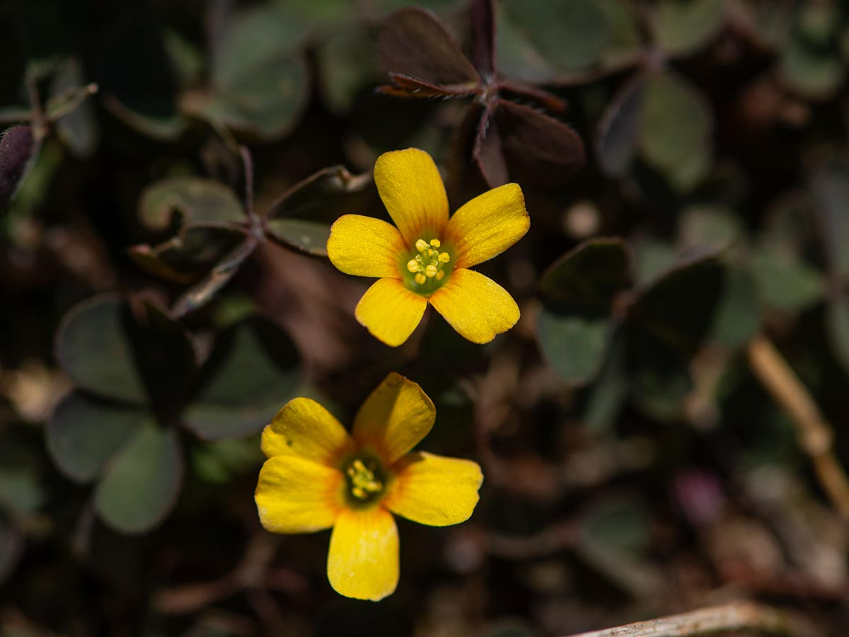Blüten